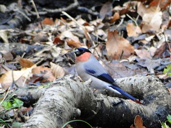 2013年9月25日(水) 権現山(弘法山公園)の野鳥観察記録