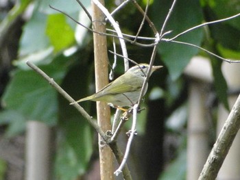 2012年5月4日(金) じゅんさい池公園の野鳥観察記録