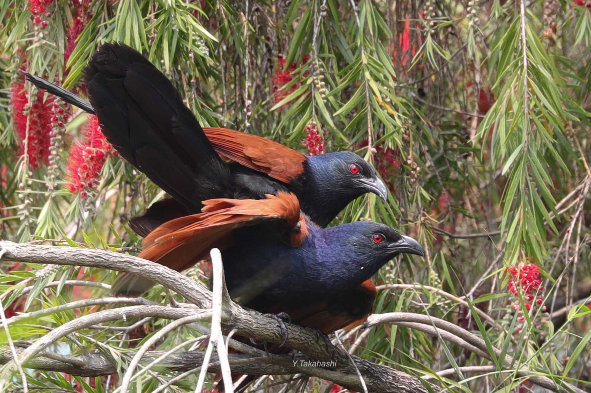 Photo of Greater Coucal at 中国広東省 by 八丈 鶫