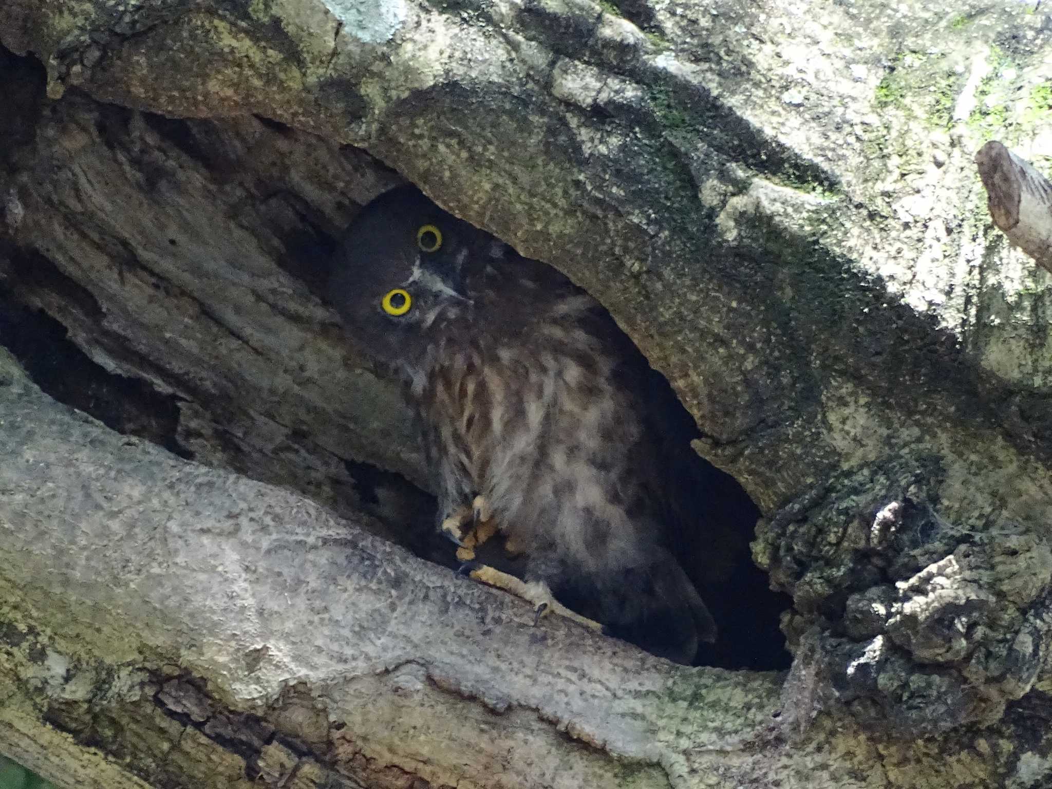 猪名部神社(三重県員弁郡) アオバズクの写真 by どらお