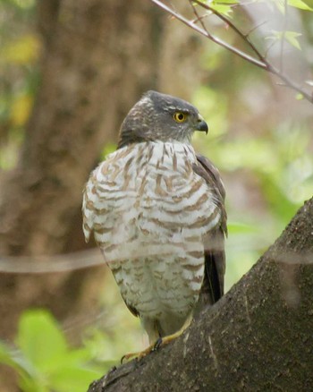 Eurasian Goshawk Kitamoto Nature Observation Park Thu, 4/12/2018