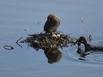 2016年7月18日(月) 三重県松阪市の野鳥観察記録