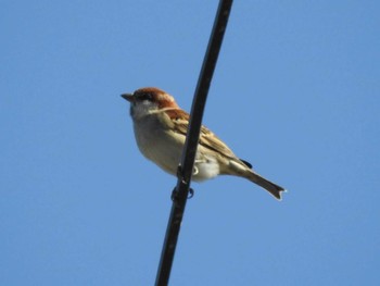 2019年11月30日(土) 愛知県愛西市立田町の野鳥観察記録