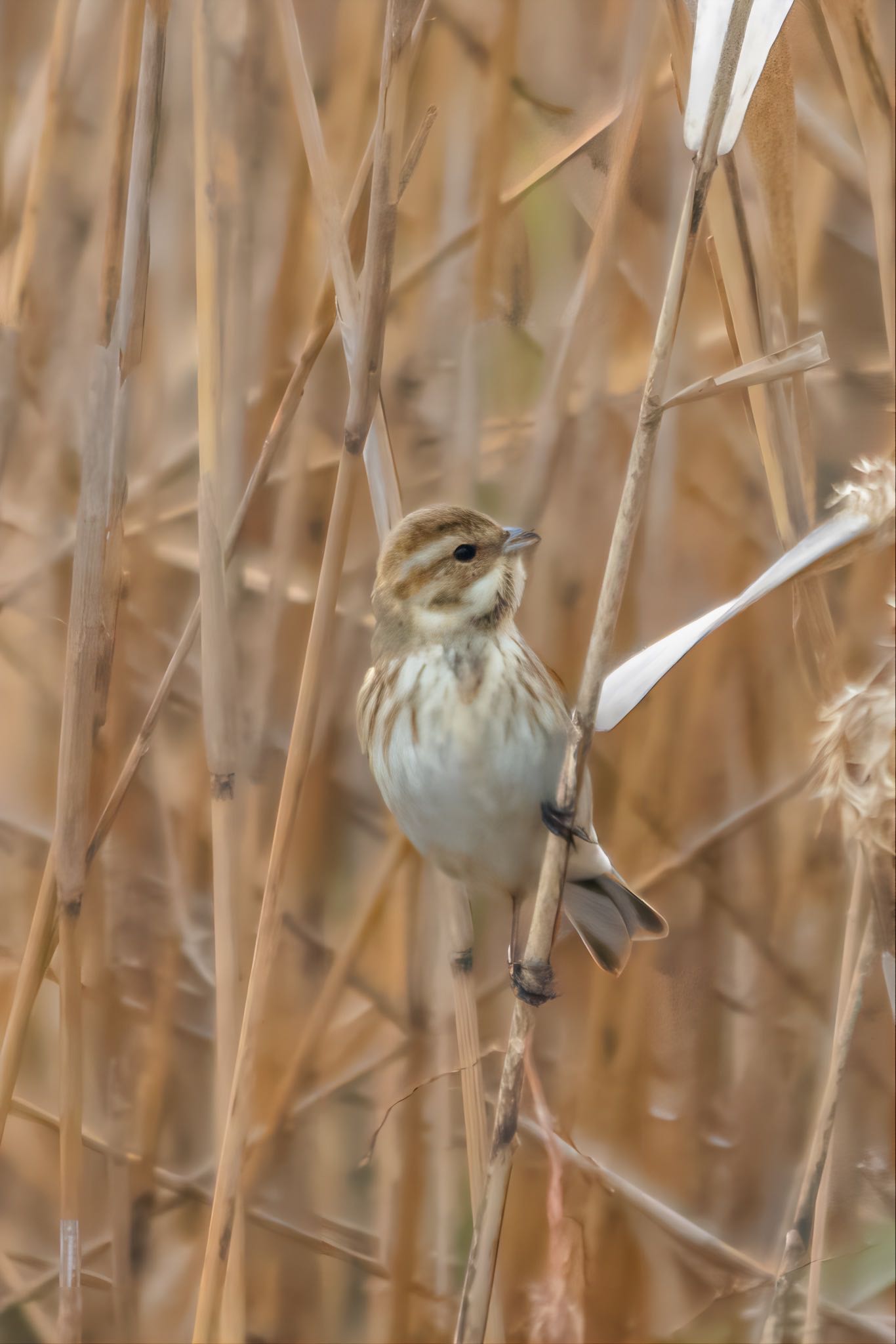Photo of Common Reed Bunting at 山口県下松市末武川 by たけ隊長