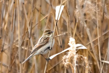 Common Reed Bunting 山口県下松市末武川 Mon, 2/6/2023