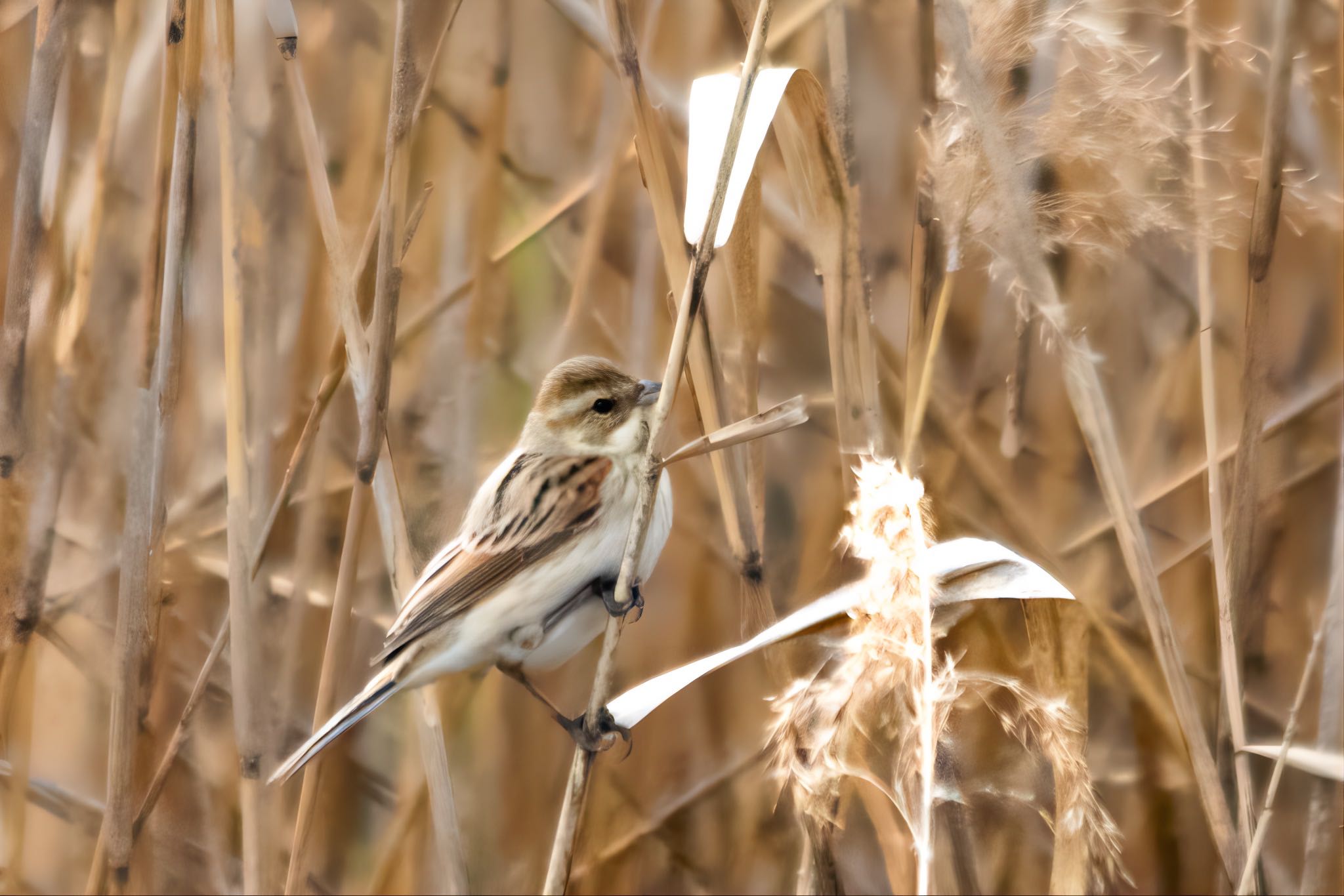 Photo of Common Reed Bunting at 山口県下松市末武川 by たけ隊長