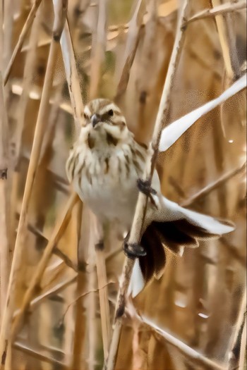 Common Reed Bunting 山口県下松市末武川 Mon, 2/6/2023