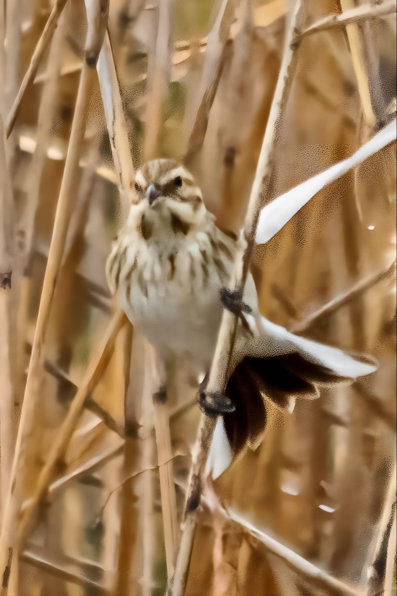 Photo of Common Reed Bunting at 山口県下松市末武川 by たけ隊長