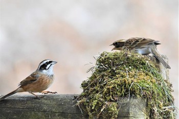 Yellow-throated Bunting 群馬県 Thu, 12/29/2022