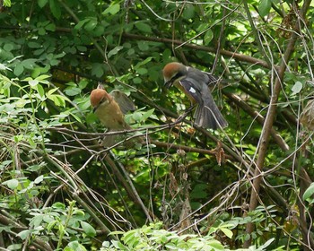 Bull-headed Shrike Kitamoto Nature Observation Park Thu, 4/12/2018