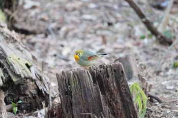 ソウシチョウ 三重県民の森 2023年2月4日(土)