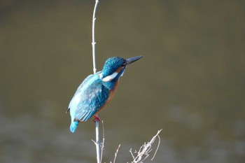 Sun, 1/29/2023 Birding report at 湯殿川(和合橋周辺)