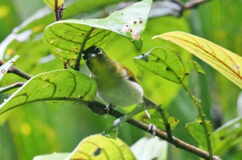 Black-capped White-eye Sri Lanka Thu, 1/26/2023