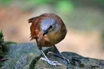 Ashy-headed Laughingthrush