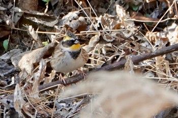 2023年2月5日(日) 多摩森林科学園の野鳥観察記録