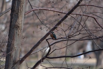 Common Kingfisher Mizumoto Park Sun, 1/22/2023