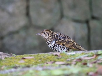 White's Thrush 大阪府 Sun, 2/5/2023