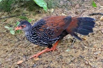 Sri Lanka Spurfowl