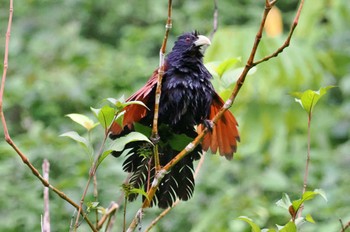 Green-billed Coucal