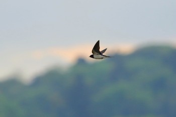 Barn Swallow 埼玉県 Sun, 4/15/2018