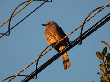 Brown-eared Bulbul 千葉県印旛沼 Mon, 2/6/2023