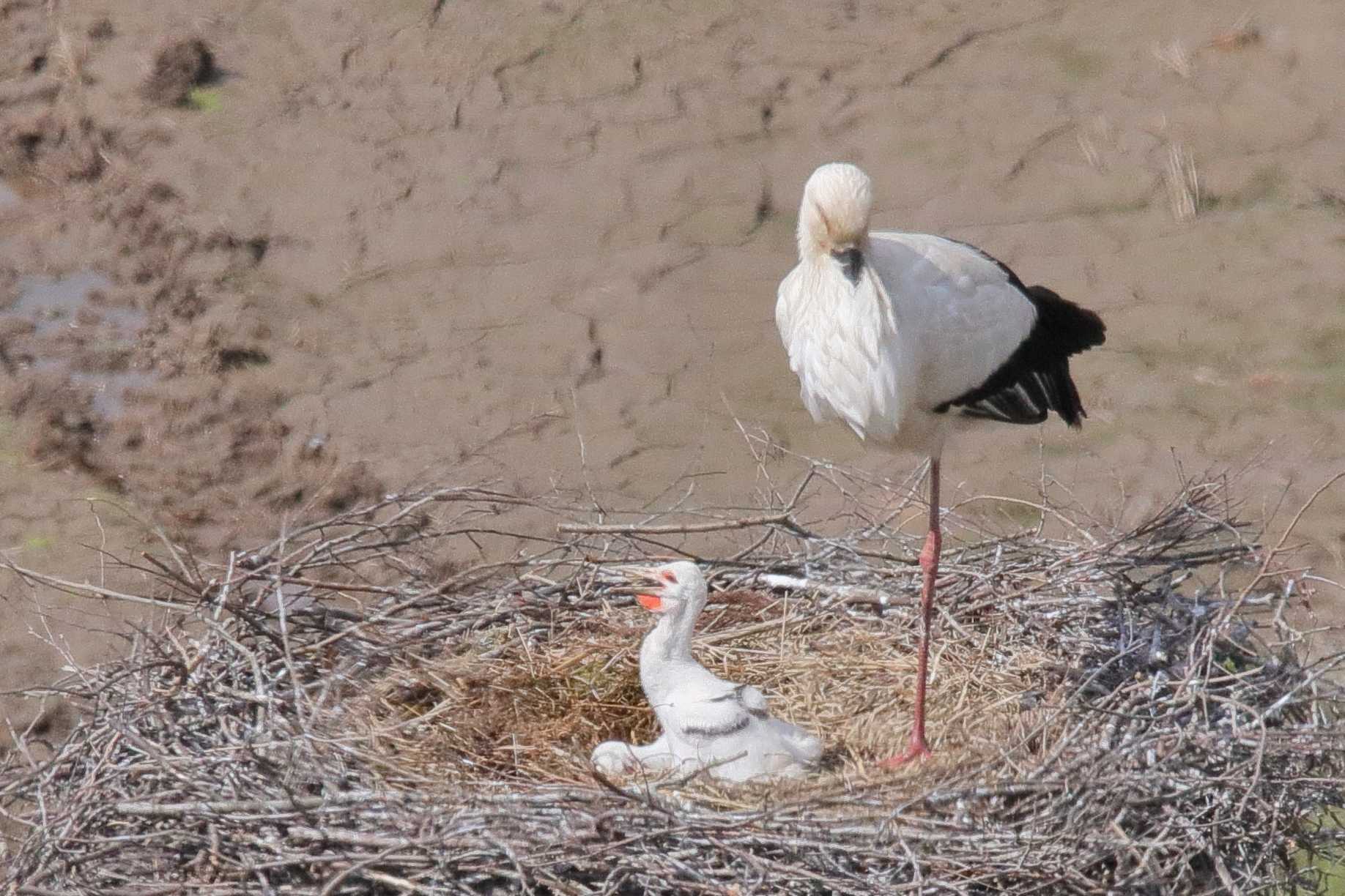 Photo of Oriental Stork at  by みっちー