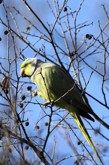 ワカケホンセイインコ 狭山 2023年1月7日(土)