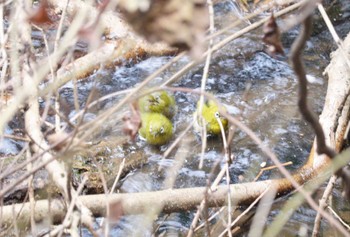 Mon, 2/6/2023 Birding report at 加木屋緑地