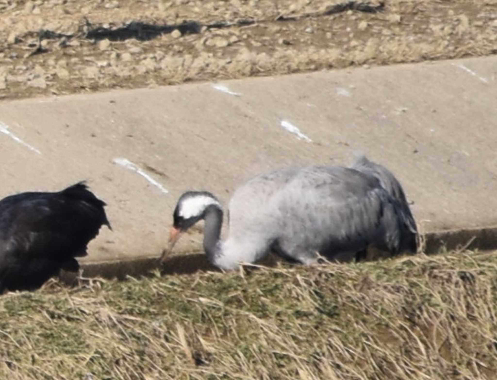 Common Crane