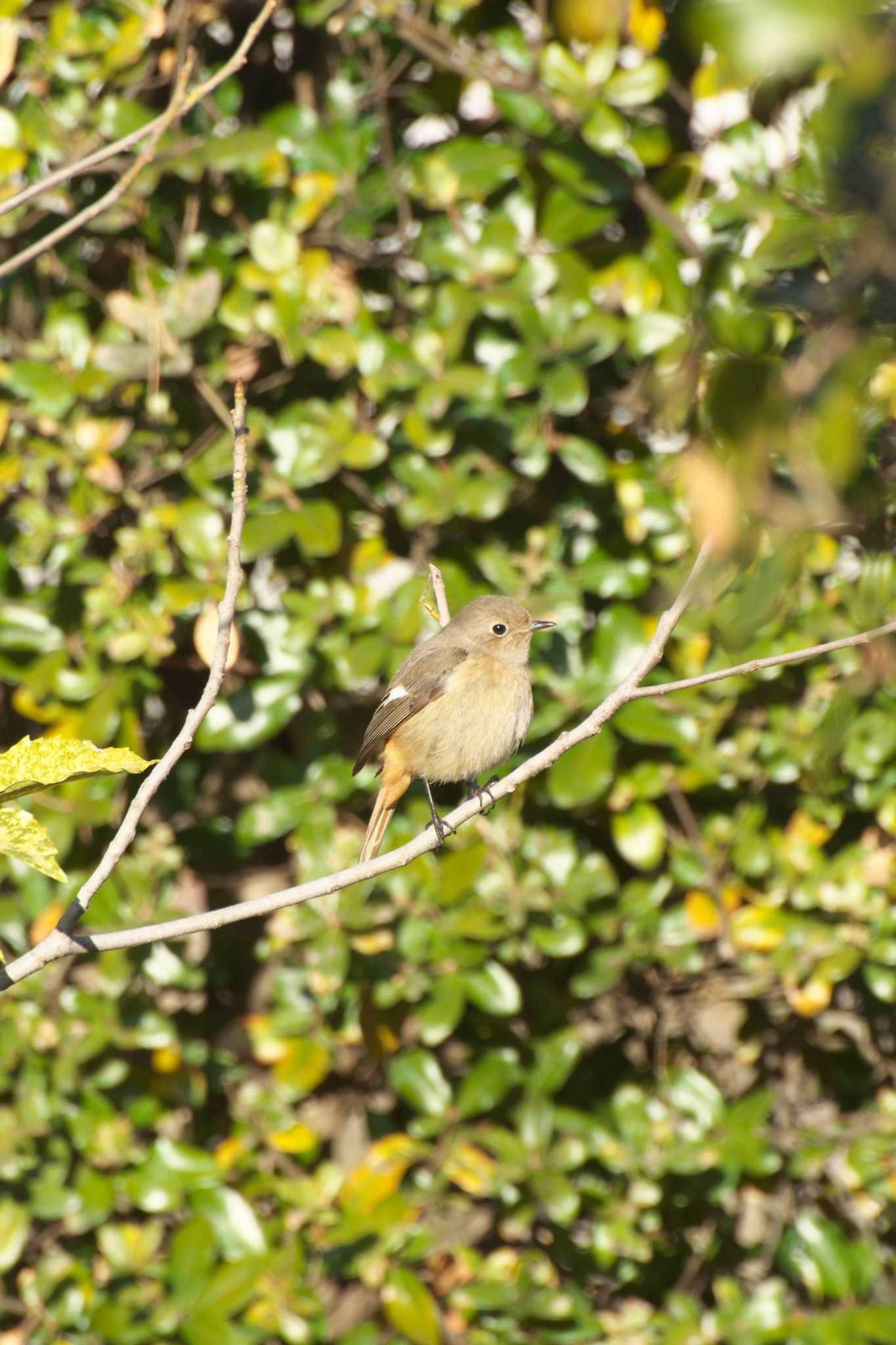 Photo of Daurian Redstart at Osaka castle park by 大井 誠