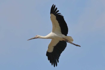 コウノトリ 場所が不明 2018年4月15日(日)