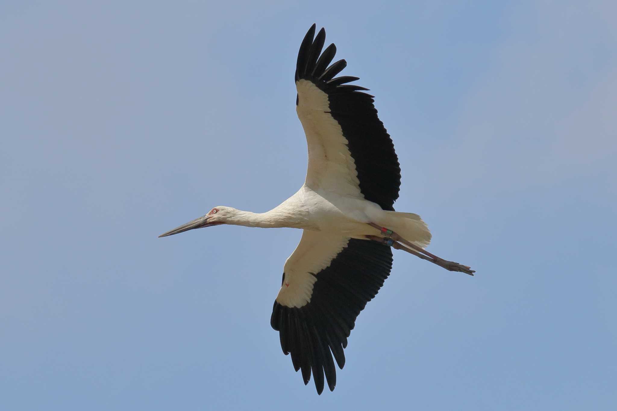 Photo of Oriental Stork at  by みっちー