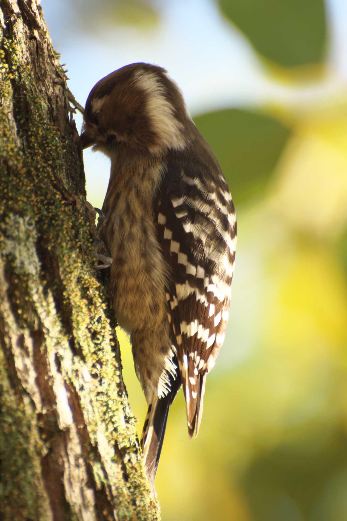 Photo of Japanese Pygmy Woodpecker at Osaka castle park by 大井 誠