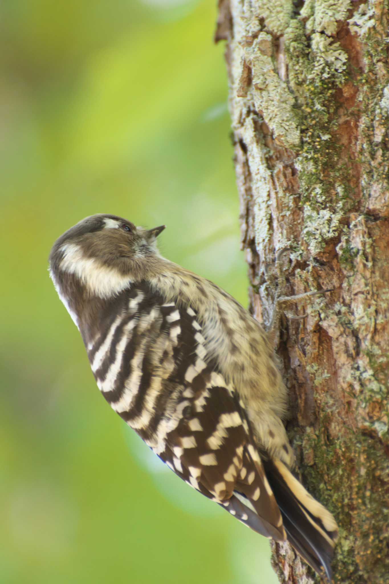 Photo of Japanese Pygmy Woodpecker at Osaka castle park by 大井 誠