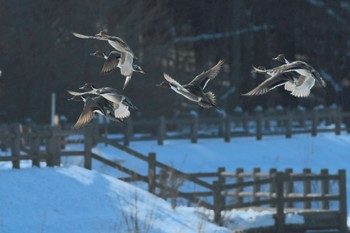 オナガガモ 青森県おいらせ町 2023年2月6日(月)