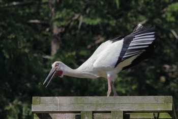 Oriental Stork Unknown Spots Sun, 4/15/2018