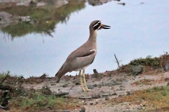 ハシブトオオイシチドリ Sri Lanka 2023年1月24日(火)