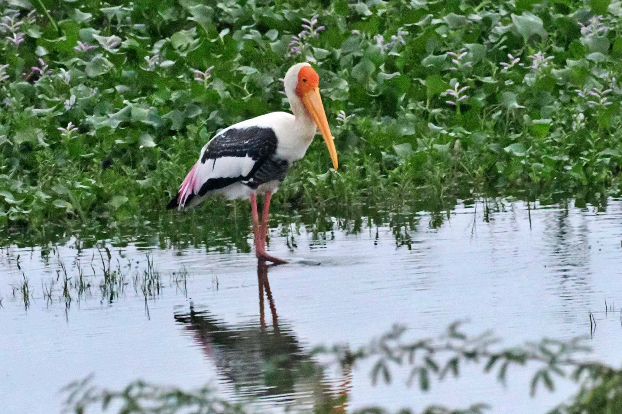 Sri Lanka インドトキコウの写真 by 藤原奏冥