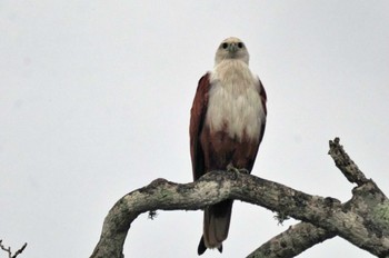 Brahminy Kite Sri Lanka Tue, 1/24/2023