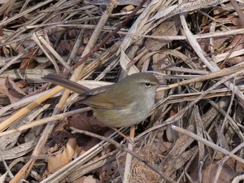 Japanese Bush Warbler Mizumoto Park Sun, 2/5/2023