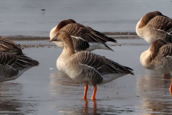 2023年2月4日(土) 湖北野鳥センターの野鳥観察記録