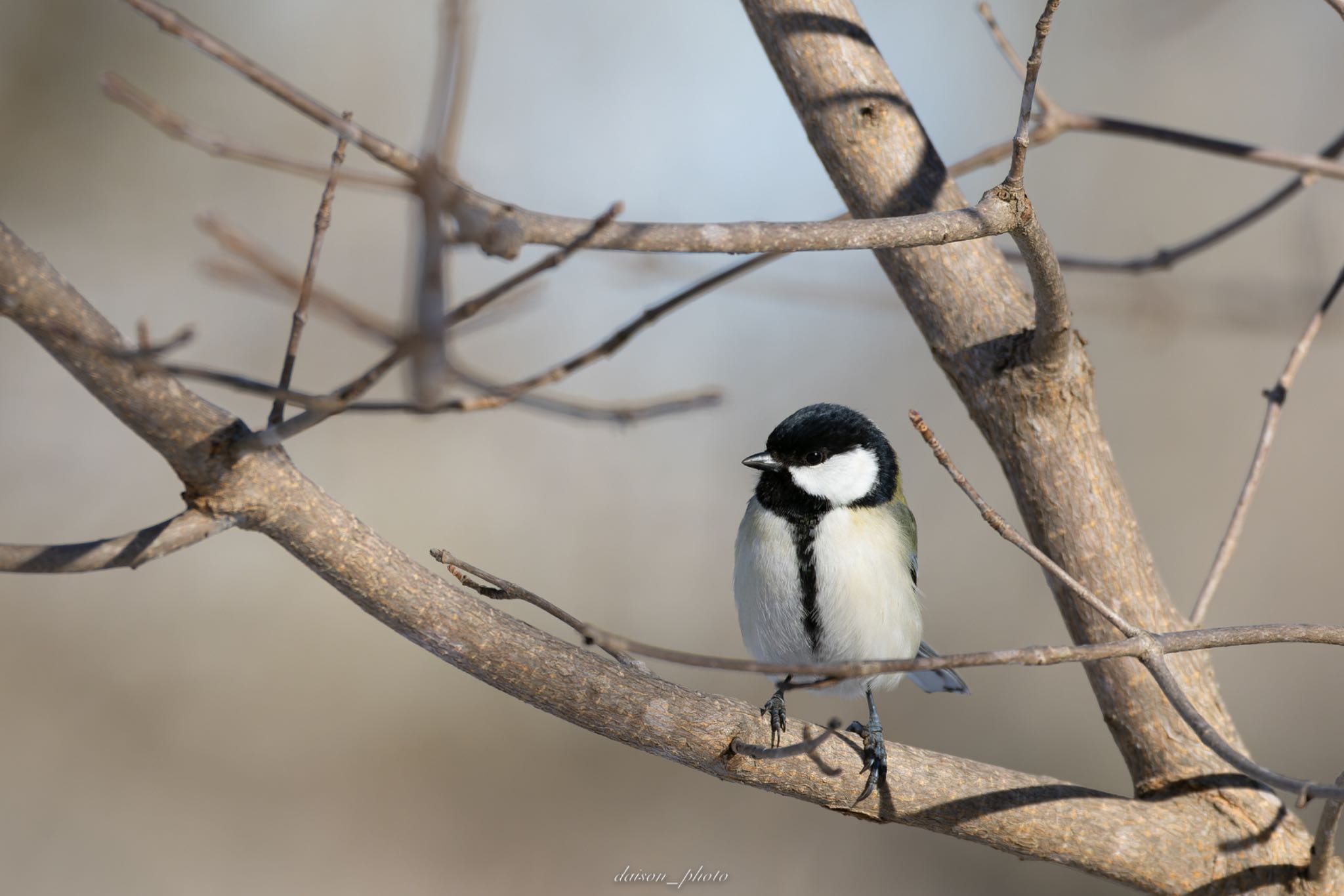 Photo of Japanese Tit at 春採湖 by Daison