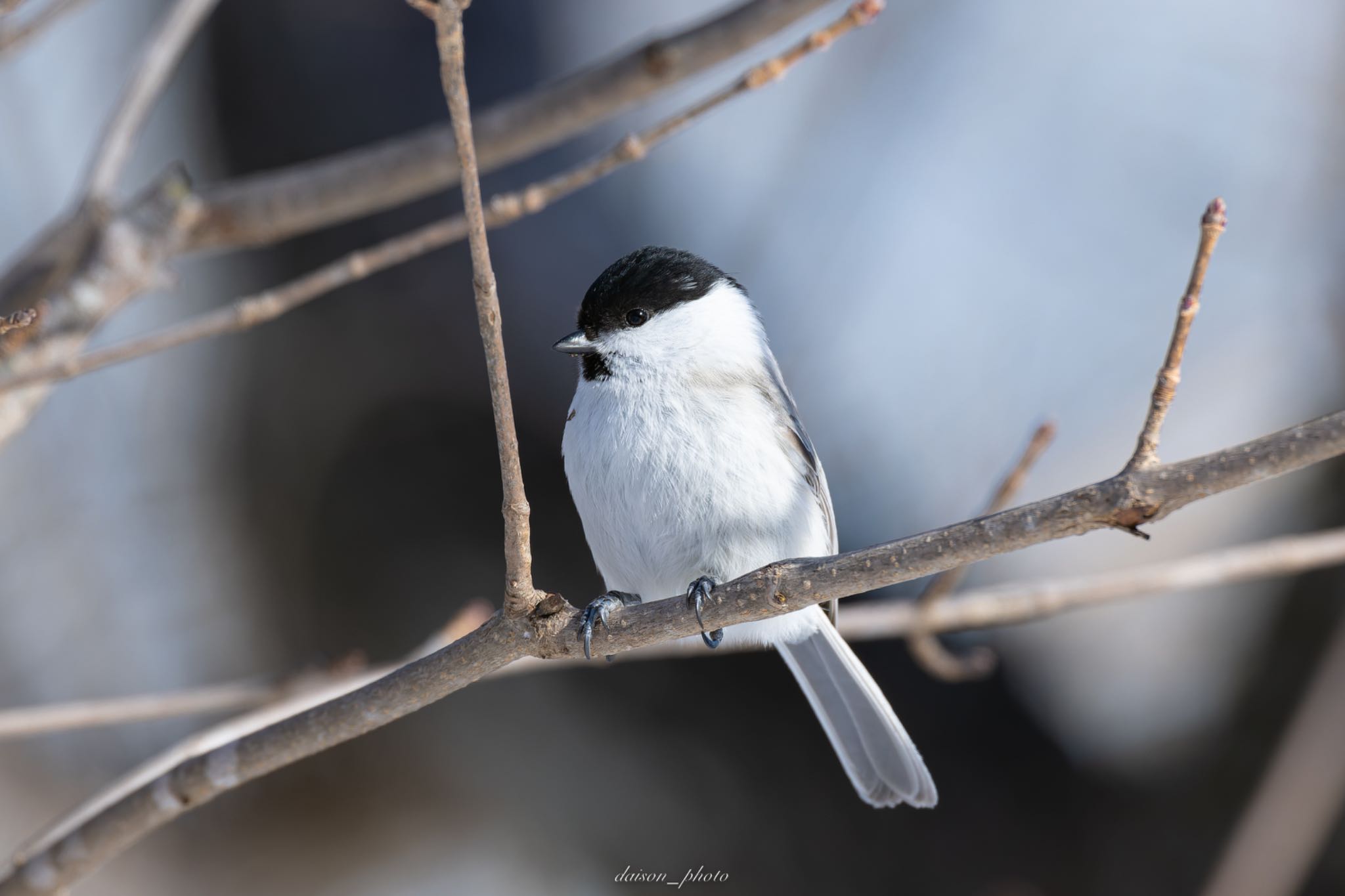 Marsh Tit