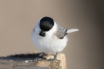 2023年1月28日(土) 春採湖の野鳥観察記録