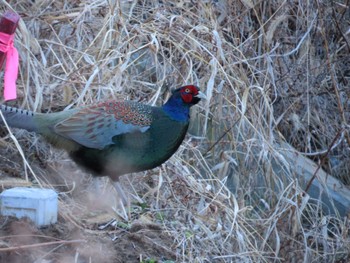 Green Pheasant Teganuma Sun, 2/5/2023