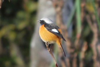 Daurian Redstart 姫路城 Sun, 1/29/2023