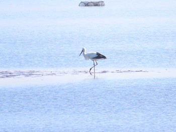 コウノトリ 渡良瀬遊水地 2023年2月5日(日)