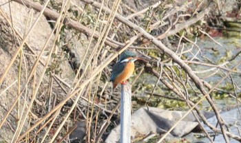 カワセミ 三河一色海岸(西尾市) 2023年2月5日(日)