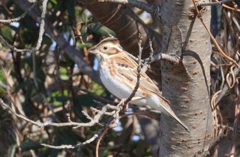 2023年2月5日(日) 三河一色海岸(西尾市)の野鳥観察記録