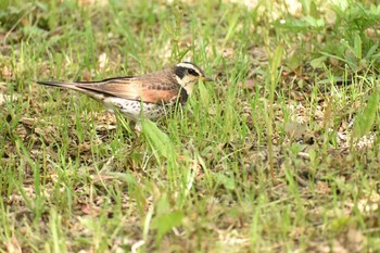 Dusky Thrush Osaka castle park Fri, 4/13/2018